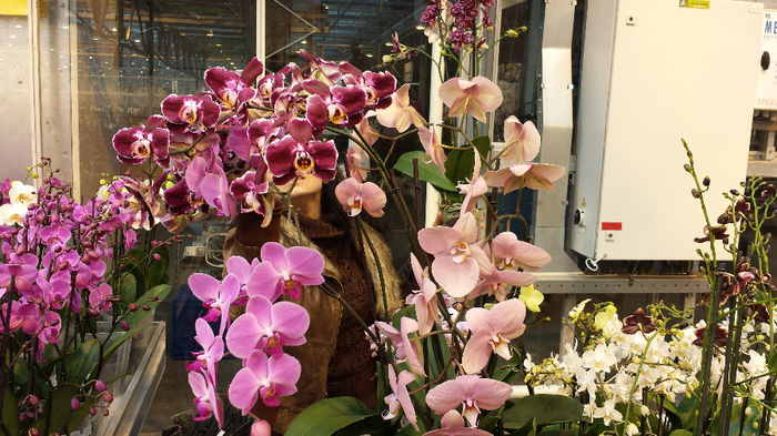 20140201_115327 - Sera orhidee Phalaenopsis