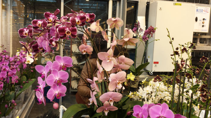 20140201_115333 - Sera orhidee Phalaenopsis