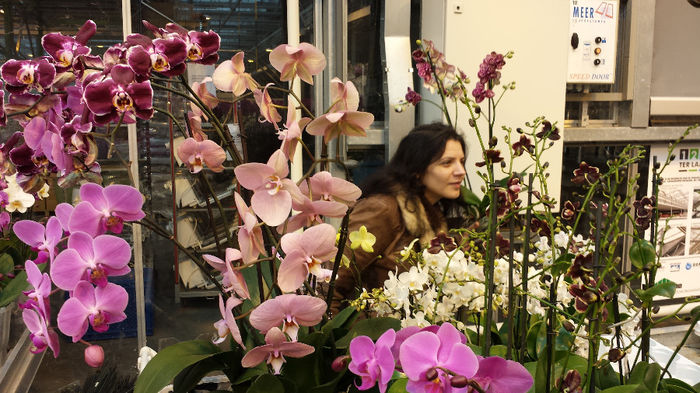 20140201_115335 - Sera orhidee Phalaenopsis