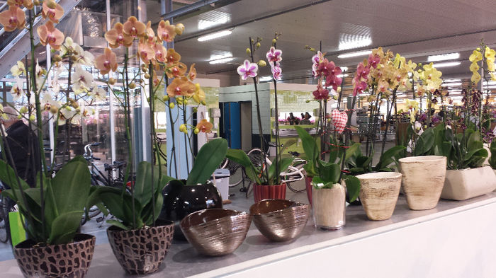 20140201_120237 - Sera orhidee Phalaenopsis