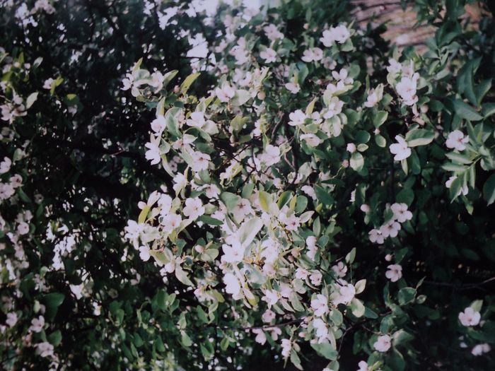 Flori de gutui - LA SADINCA