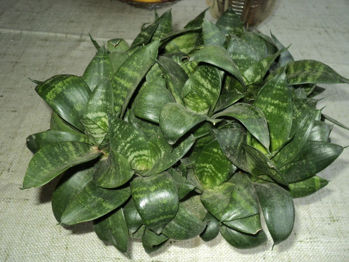 Sabiuta pitica,sansevieria trifasciata