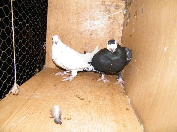 proba 050 - Caranculati  si berberi 2014