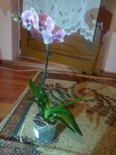  - Orhidea