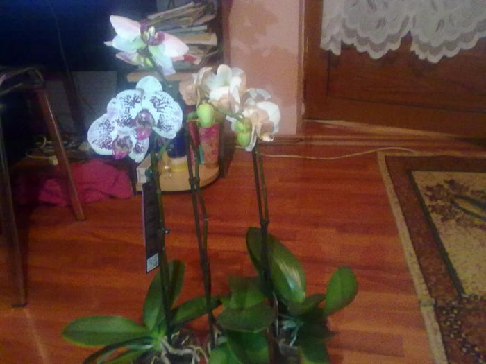  - Orhidea