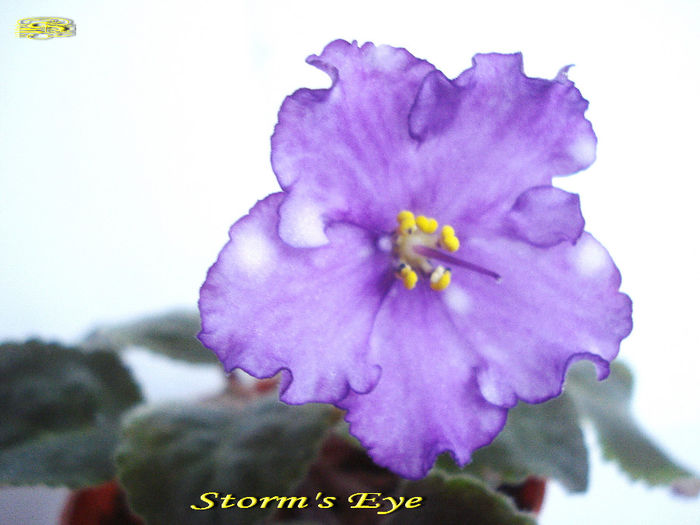 Storm s Eye (3-02-2014)' - Violete 2014