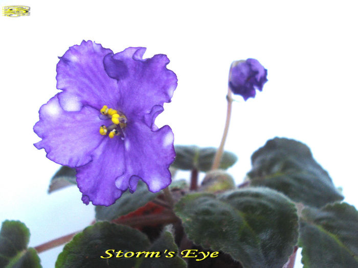 Storm s Eye (3-02-2014)'' - Violete 2014