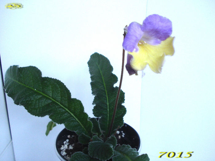 7015 (3-02-2014) - Streptocarpusi 2014