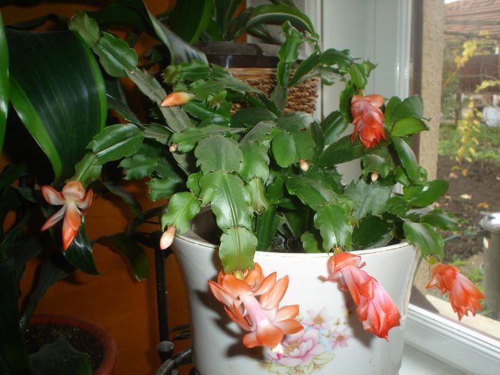 schlumbergera