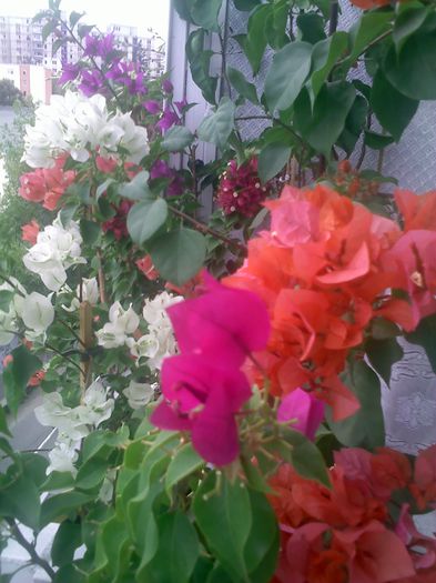 Pic_0929_717 - BOUGAINVILLEA o noua si necesara pasiune  2012-2013