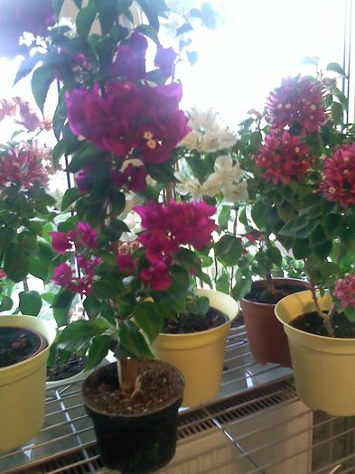 Pic_0930_775 - BOUGAINVILLEA o noua si necesara pasiune  2012-2013