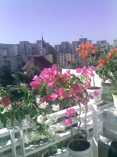 Pic_0908_318 - BOUGAINVILLEA o noua si necesara pasiune  2012-2013