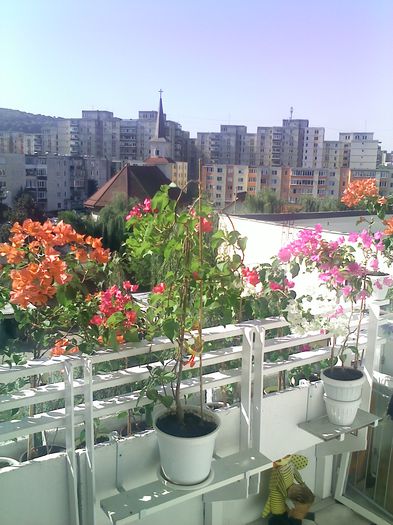 Pic_0908_327 - BOUGAINVILLEA o noua si necesara pasiune  2012-2013