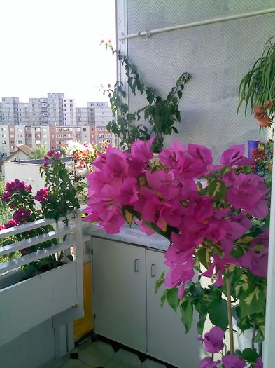 Mary Palmer - BOUGAINVILLEA o noua si necesara pasiune  2012-2013