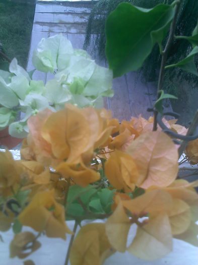 Pic_0929_713 - BOUGAINVILLEA o noua si necesara pasiune  2012-2013