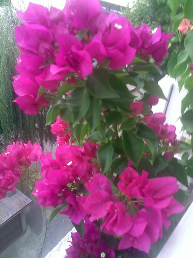 Vera Deep Purple - BOUGAINVILLEA o noua si necesara pasiune  2012-2013