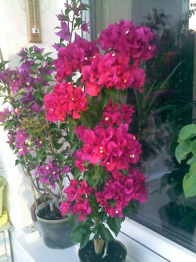 Pic_1004_810 - BOUGAINVILLEA o noua si necesara pasiune  2012-2013
