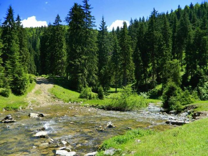 579940_317743504979716_1967289204_n - Natura si atat