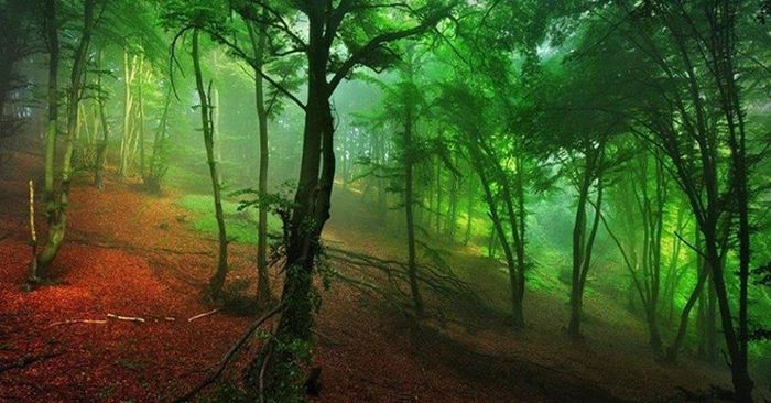 1470102_630325780363587_387056633_n - Natura si atat