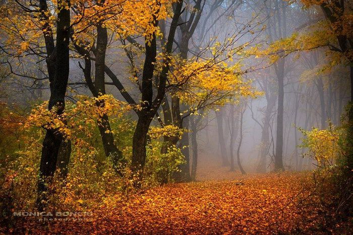 1501741_440244709434308_1713496066_n - Natura si atat