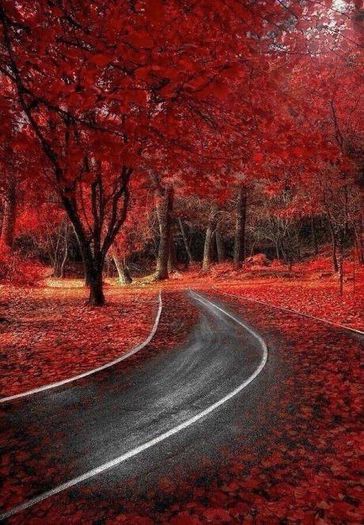 1507192_685971494757381_1782948989_n - Natura si atat