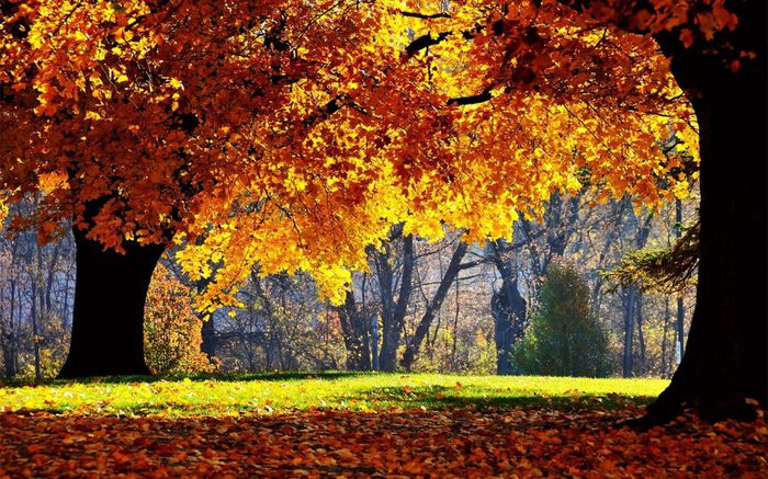 free-autumn-wallpapers-download-nature-wallpaper-hd - Natura si atat