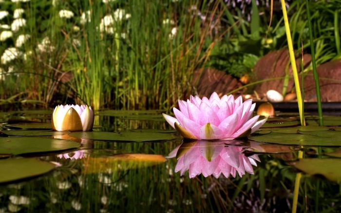 Free-Desktop-Backgrounds-Nature-Flowers-Lotus-Flowers-1024x640 - Natura si atat