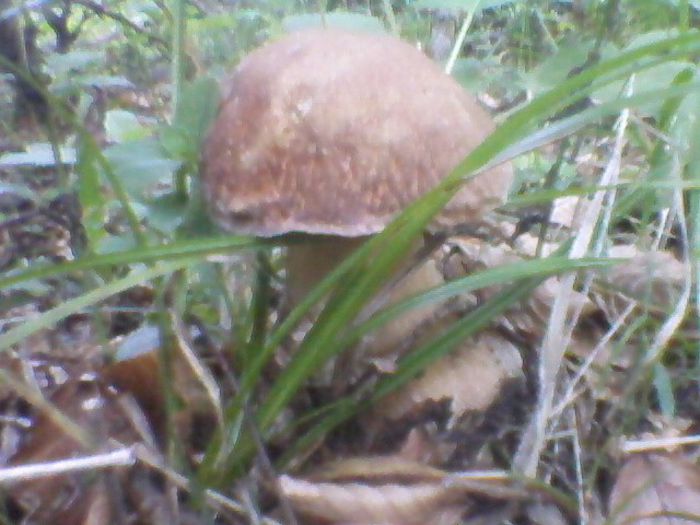 hrib4 - Natura si atat