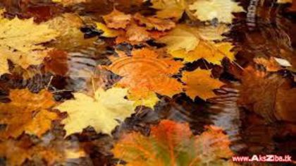 imagesCALISKJ2 - Natura si atat