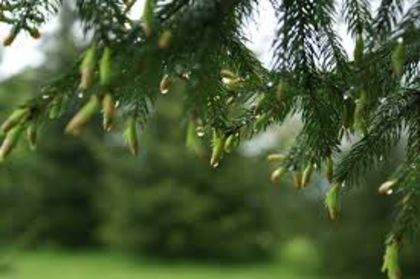 imagesCAPIPFGV - Natura si atat