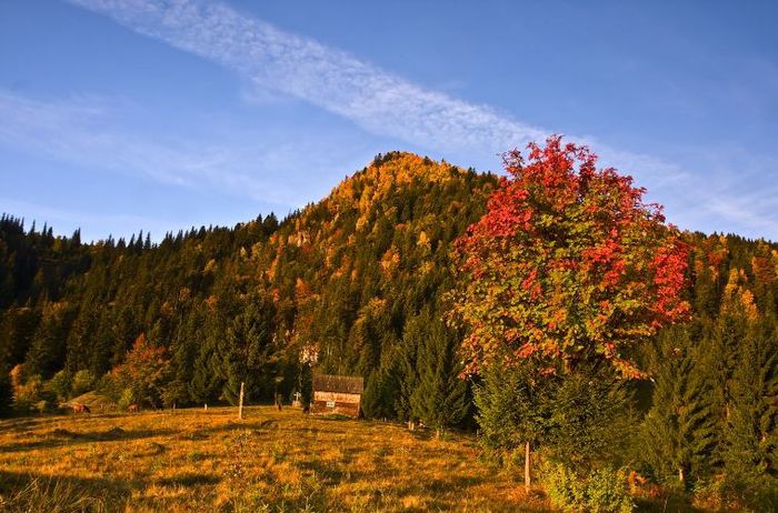 Palaghioi_Toamna_in_Bucovina_5 - Natura si atat