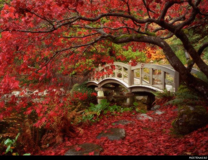 peisaj-de-toamna_poze_haioase_prietenas_ro_1 - Natura si atat