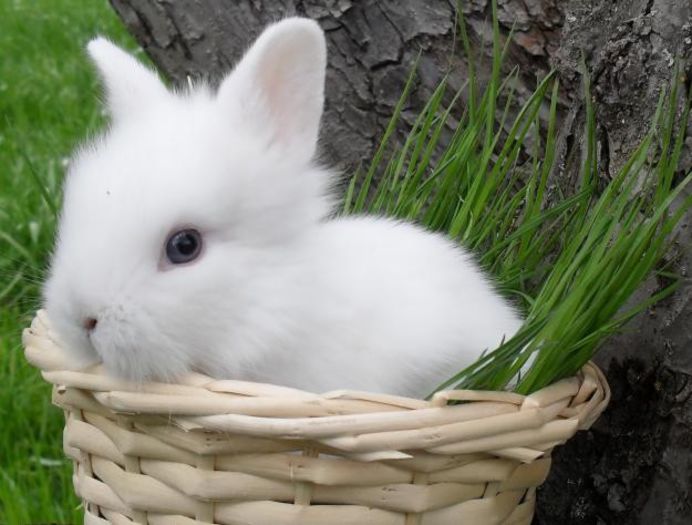 1347279356_437294550_1-Fotografii-de--Vand-URGENT-crescatorie-iepurasi-pitici-angora-angora-berbecat - Animalutele mele