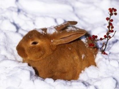 rabbit - Animalutele mele