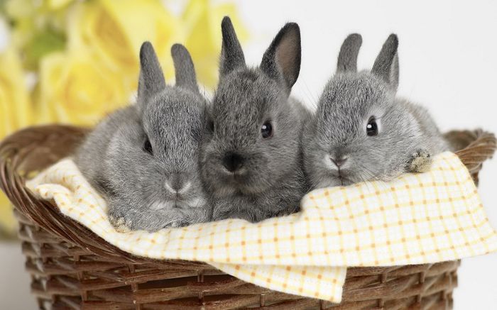 rabbit - Animalutele mele