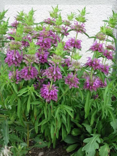 Monarda citriodora-lemon bergamot