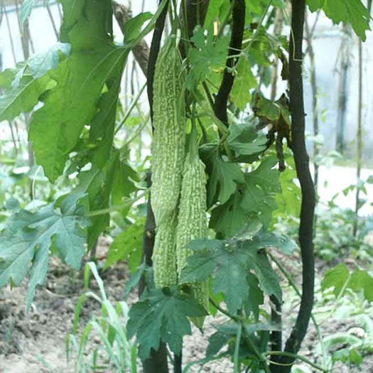 Momordica_charantia - De vanzare seminte -legume-mirodenii-flori-arbori
