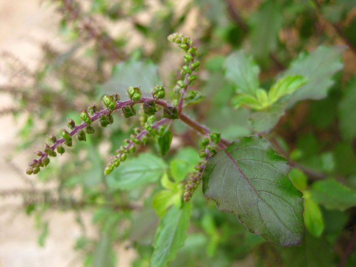 Tulsi.