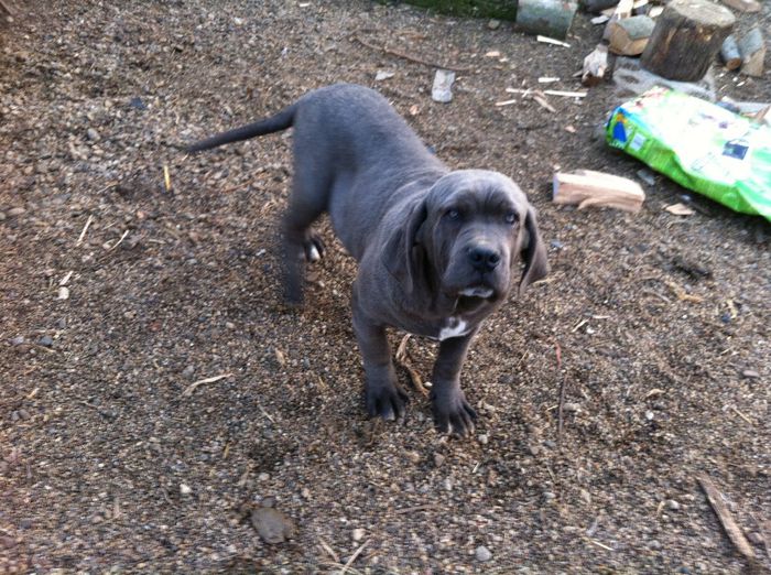 IMG_0412[1] - 54 cane corso nascuti la data 08 07 2013