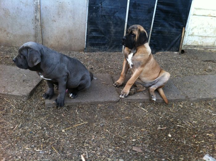 IMG_0422[1] - 54 cane corso nascuti la data 08 07 2013