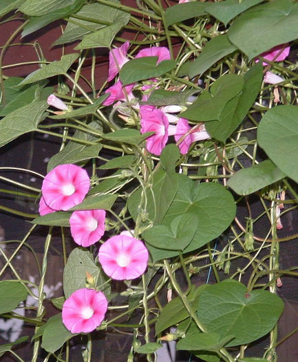 Ipomoea Candy Pink - De vanzare seminte -legume-mirodenii-flori-arbori