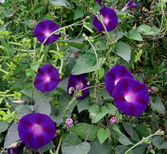 Ipomoea Kniola's Black