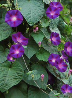 Ipomoea Grandpa Otts - De vanzare seminte -legume-mirodenii-flori-arbori