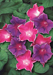 Ipomoea Picotee mix - De vanzare seminte -legume-mirodenii-flori-arbori
