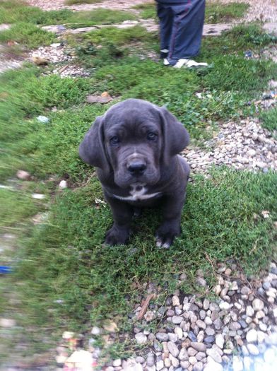 IMG_0067[1] - 54 cane corso nascuti la data 08 07 2013