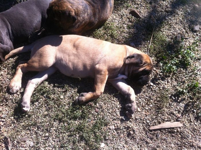 IMG_0097[1] - 54 cane corso nascuti la data 08 07 2013