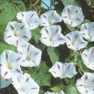Ipomoea purpurea Milky Way
