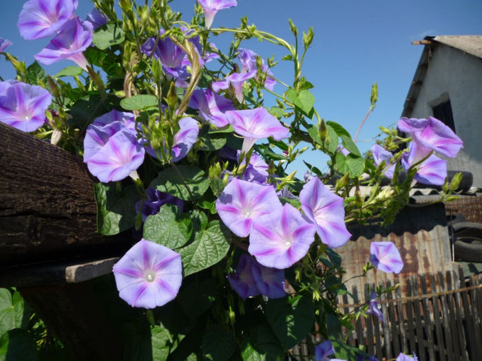 Ipomoea Glory Dacapo - De vanzare seminte -legume-mirodenii-flori-arbori