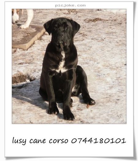 2-en-a789dcd638854ac68c83fc4e58c22c81 - Copy - Copy - 54 cane corso puiuti nascuti la data de 15 01 2014