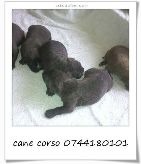 9-en-c60545c2d01d20b9281076901f793627 - Copy - 54 cane corso puiuti nascuti la data de 15 01 2014